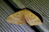 Lasiocampa quercus