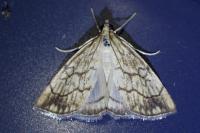 Evergestis pallidata