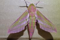 Deilephila elpenor