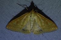 Sitochroa verticalis