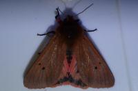 Phragmatobia fuliginosa