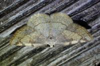 Stegania trimaculata
