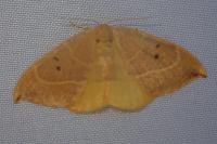 Watsonalla binaria