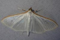 Palpita vitrealis