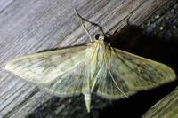 Patania ruralis