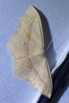 Scopula imitaria