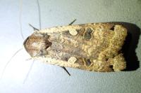 Noctua pronuba