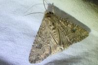 Anarta trifolii
