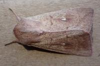 Mythimna ferrago