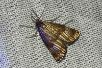 Chrysocrambus linetella