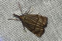 Chrysocrambus linetella