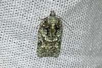 Acleris literana