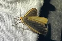 Collita griseola