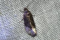 Hedya nubiferana