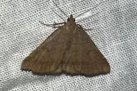 Zanclognatha lunalis