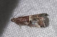 Acrobasis marmorea