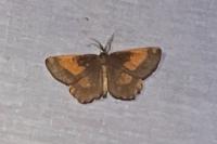 Angerona prunaria