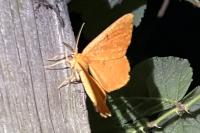 Angerona prunaria