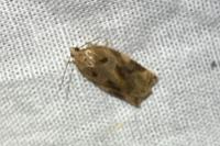 Archips xylosteana