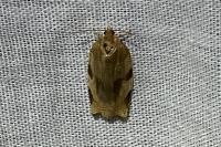 Choristoneura hebenstreitella