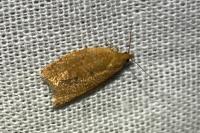 Clepsis consimilana