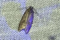 Cnephasia