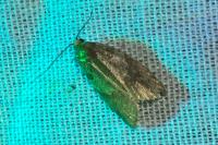 Cnephasia