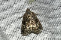 Deltote pygarga