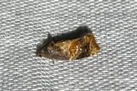 Ditula angustiorana