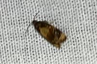 Ditula angustiorana
