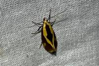 Harpella forficella