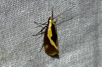 Harpella forficella