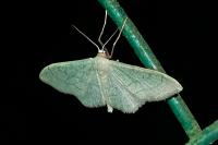 Idaea straminata
