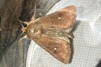 Mythimna albipuncta