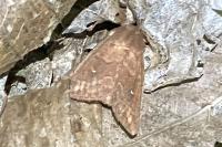 Mythimna albipuncta