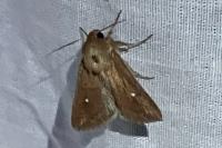 Mythimna albipuncta