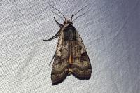 Noctua pronuba