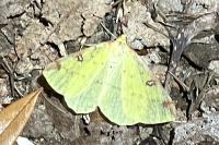 Opisthograptis luteolata
