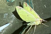 Opisthograptis luteolata