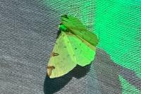 Opisthograptis luteolata