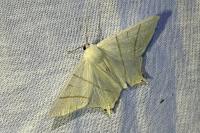 Ourapteryx sambucaria