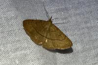 Paracolax tristalis