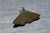 Paracolax tristalis
