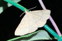 Paracolax tristalis