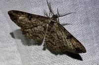 Peribatodes rhomboidaria