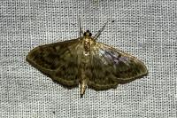 Patania ruralis