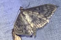 Patania ruralis