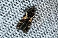 Teleiodes luculella