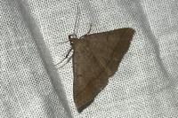 Zanclognatha lunalis
