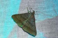 Zanclognatha lunalis